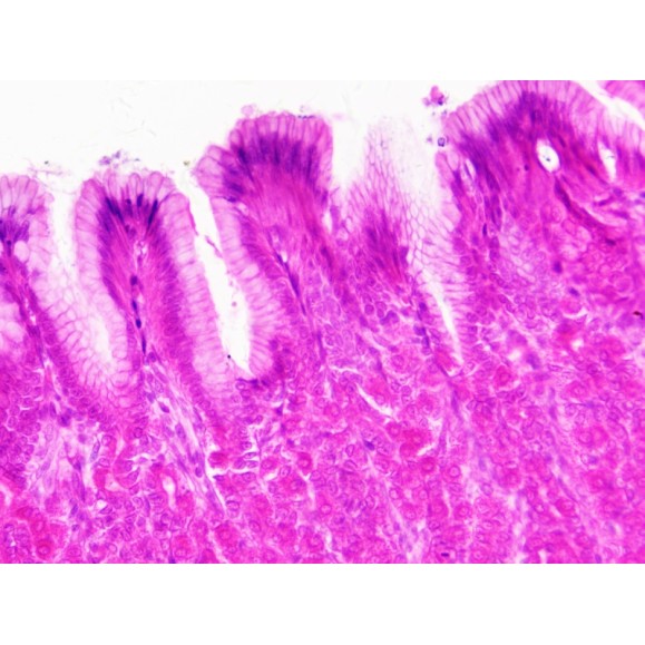 BRESSER Prepared Samples: Histology